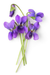 Bunch of Violets