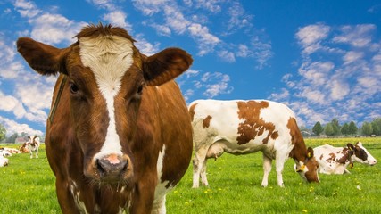Fototapeta na wymiar Cows under a blue sky