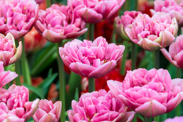 Tulips on flowerbed