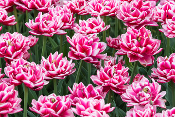 Fototapeta premium Tulips on flowerbed