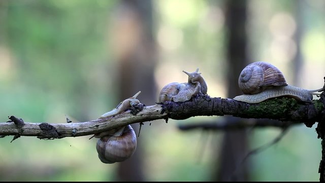 Snails Helix pomatia in forest on a branch episode 5