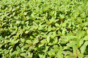Giant busy Lizzie plants in the spring.