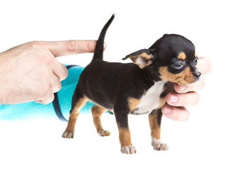 short haired chihuahua puppy in front of a white background