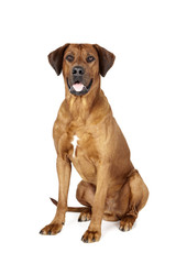 Rhodesian Ridgeback on a white background in studio