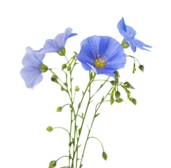 Photo sur Plexiglas Fleurs Fleurs de lin isolées
