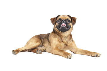 Petit Brabant (griffin, griffon)on a white background in studio