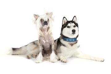 Siberian Husky and the Chinese Crested Dog