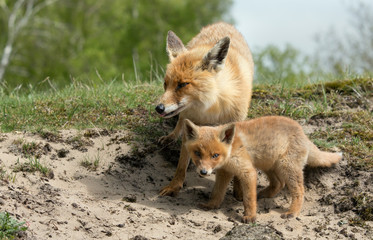 Red Fox and her young cub
