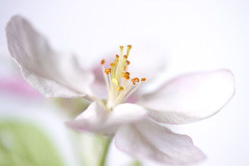 Kirschblüte