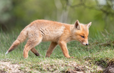 Red fox Cub