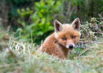Red fox Cub
