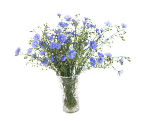 Flax flowers isolated