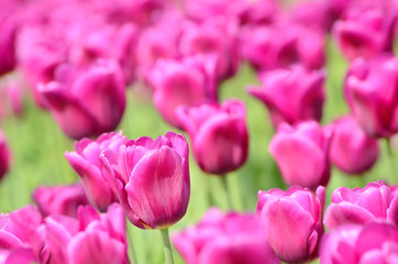 The pink tulips field