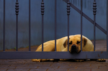 Schlafender Wachhund