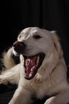 Gesunde Zähne Hund