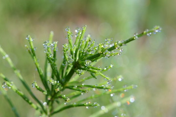 Equisetum with water drops (selective focus)