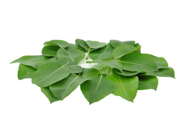 liście gruszy na białym tle