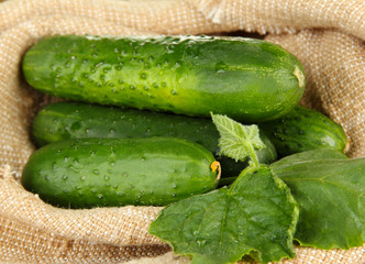 Tasty green cucumbers on sackcloth background