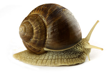 Snail