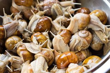 Snails in the bowl during preparation