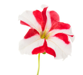 red flower of petunia