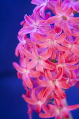 pink flower hyacinth