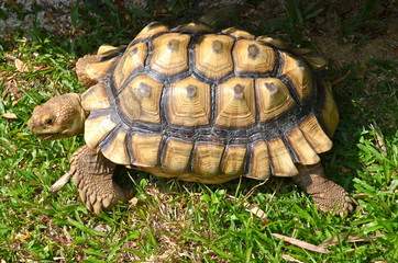 African Spurred Tortoise, Chinese Garden, Singapore