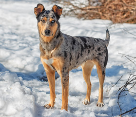 Australian shepherd.