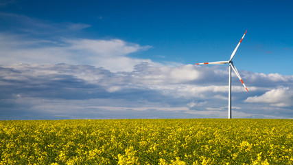 Canola field and Wind Turbine