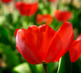 Red spring tulip on the nature background