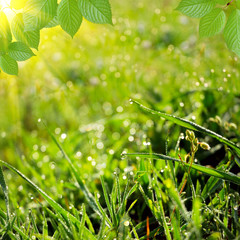 green summer nature background