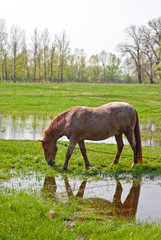Horse drink water on the background of green field