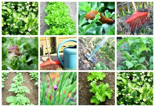 composition "au potager"