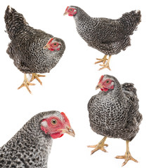 a hen isolated on a white background - collection
