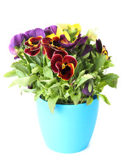 Beautiful pansies flowers isolated on a white
