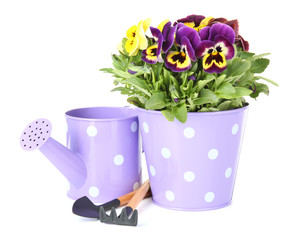 Beautiful pansies flowers isolated on a white