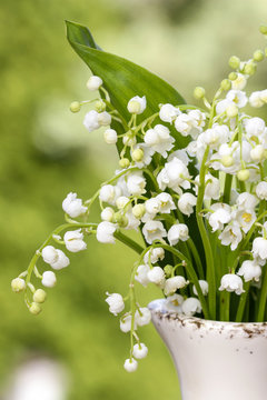 Fototapeta Lilly of the valley flowers in white rustic vase