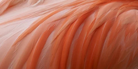 Printed roller blinds Flamingo Close up pink flamingo
