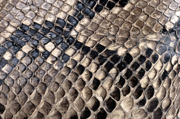 Fototapeta premium Texture de peau de python.