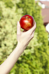 Red ripe single apple in beautiful hand on green garden backgrou