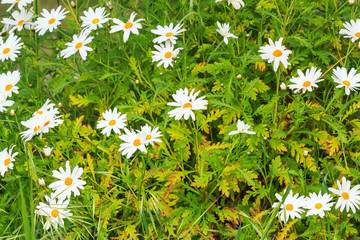 Field of Daisies