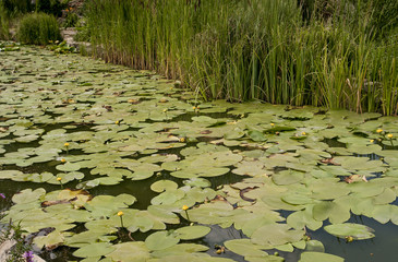 на поверхности озера