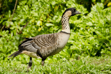 Endangered Native Hawaiian Goose