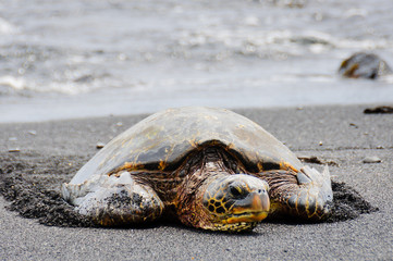 Sea turtle resting on Hawaiian beach.