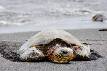 Papier Peint photo autocollant Tortue Sea turtle resting on Hawaiian beach.