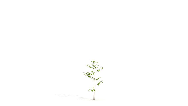 Tree Growth