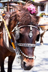 horse drawn carriage in the old spanish town in vigan, south ilocos, philippines © jeep5d