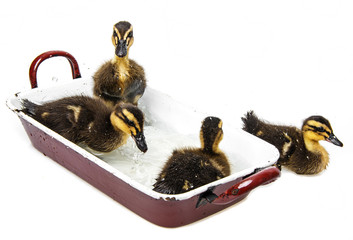 cute little ducks bathing in a pot white background