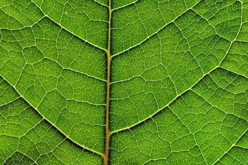 green leaf texture.