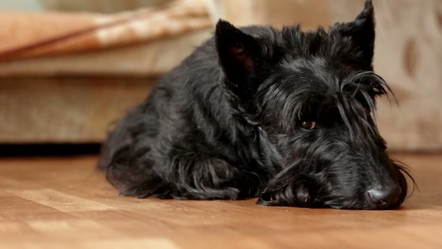 brooding Scottish terrier is lying on the floor